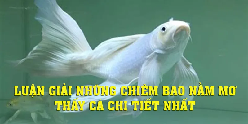 Khám phá những giải mã hay nhất về nằm mơ thấy cá